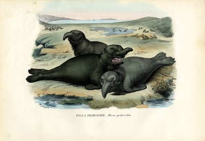 Foca elefante del sur, 1863-79 de Raimundo Petraroja